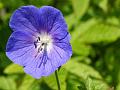 2014-0430_1340_Geranium_18,1C